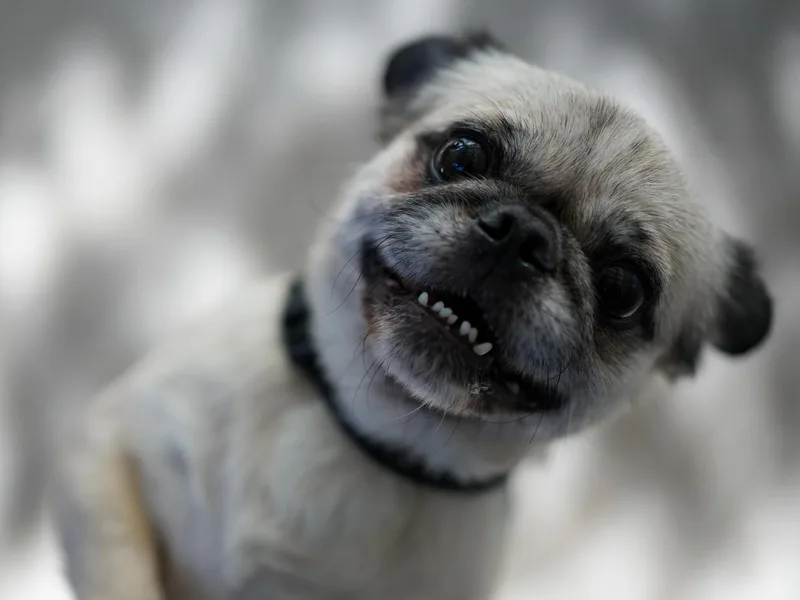 Pugsley thumbnail 3