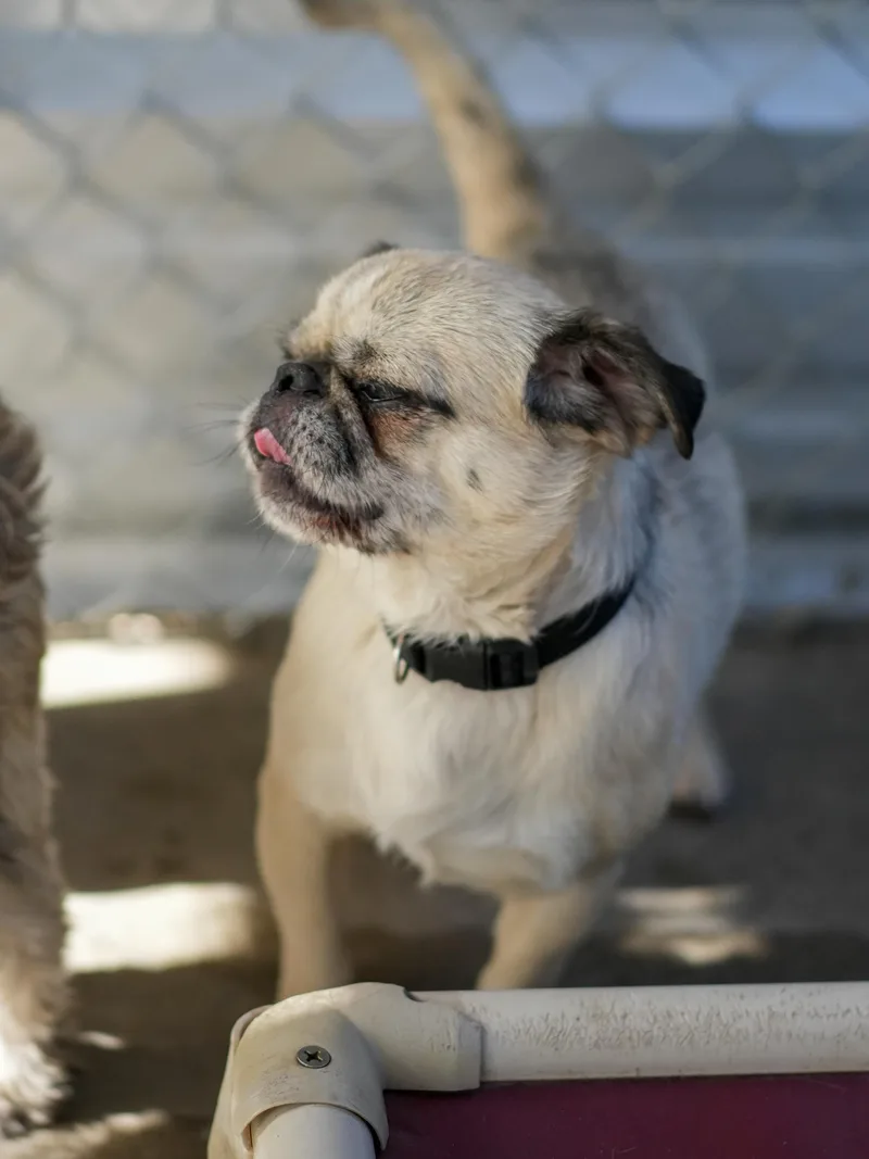 Pugsley thumbnail 4