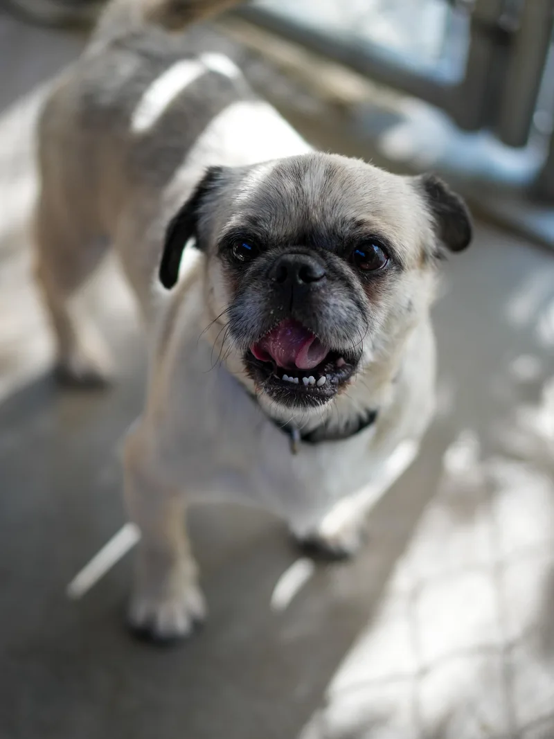 Pugsley thumbnail 5