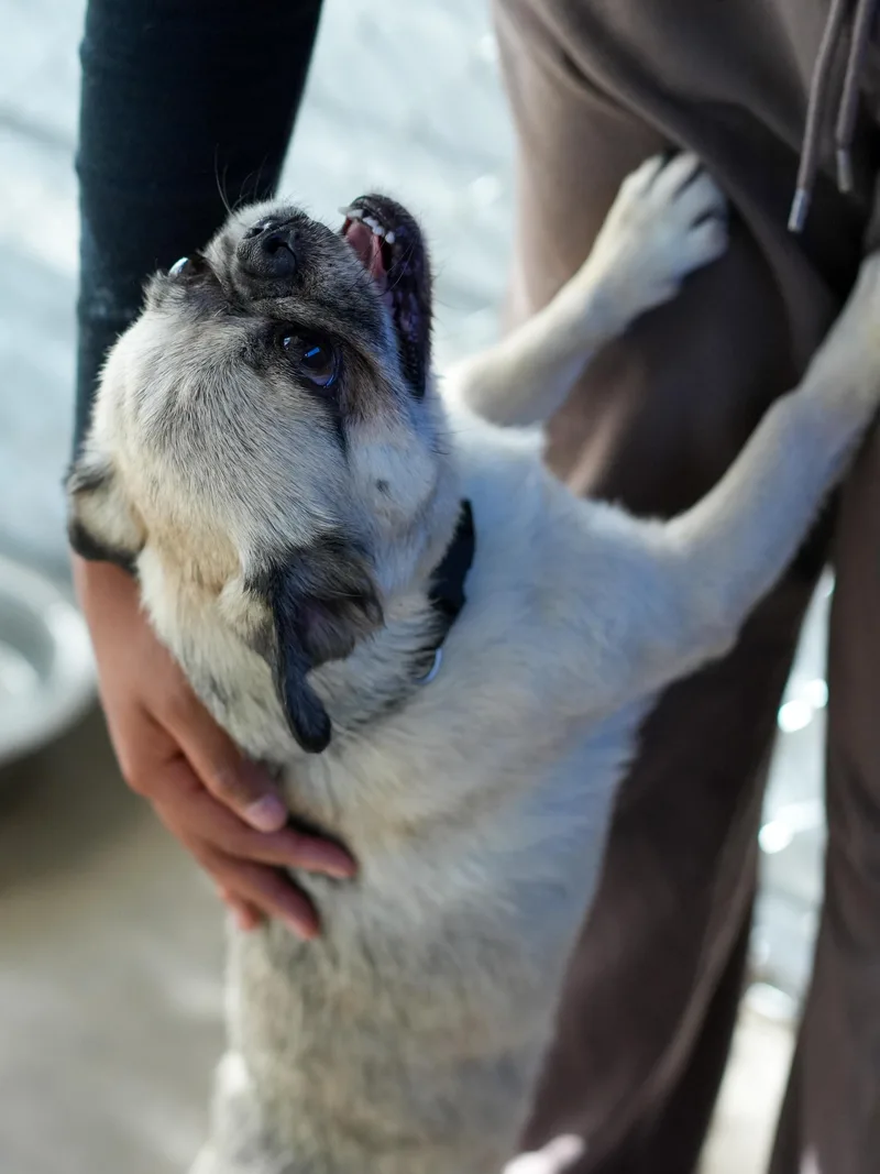 Pugsley thumbnail 6