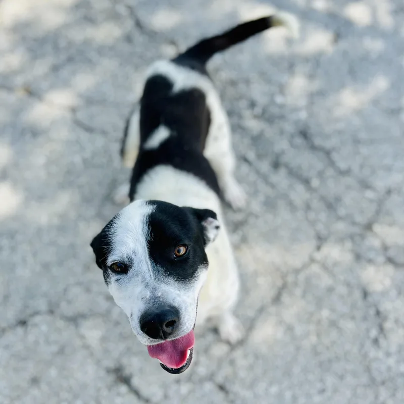 A young medium-sized male Harlequin Australian Cattle Dog / Blue Heeler dog named Glitch for adoption in Seguin, TX