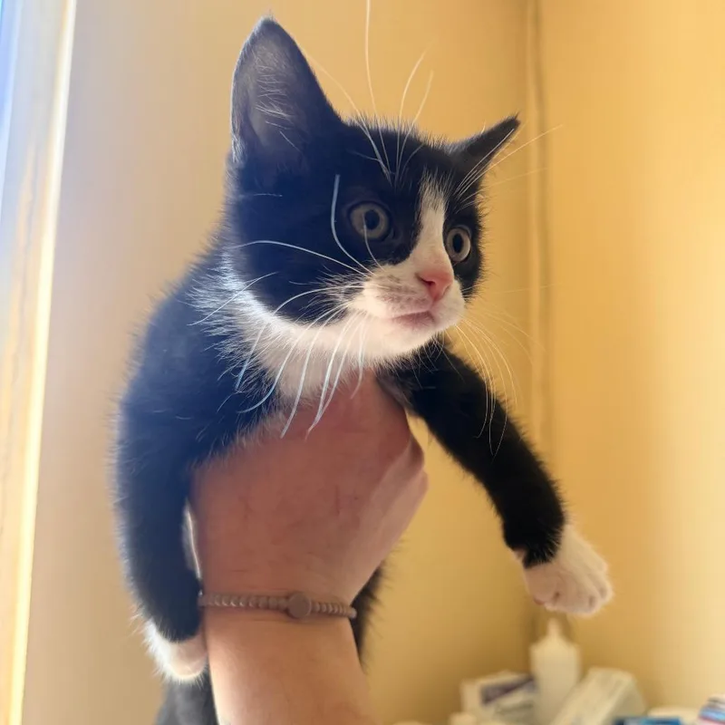 A baby small-sized female Black Domestic Short Hair cat named Roxy for adoption in Corinth, MS
