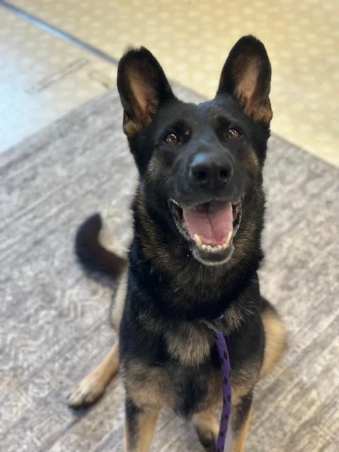 An adult medium-sized female German Shepherd Dog dog named Odette for adoption in Charlotte, NC