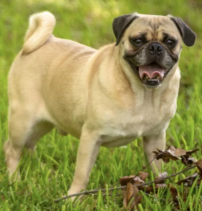 A young small-sized male Pug dog named Gomez for adoption in Logan, UT