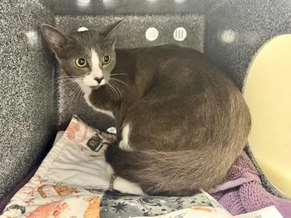 A young small-sized female Domestic Short Hair cat named Carpathia for adoption in Daytona Beach, FL