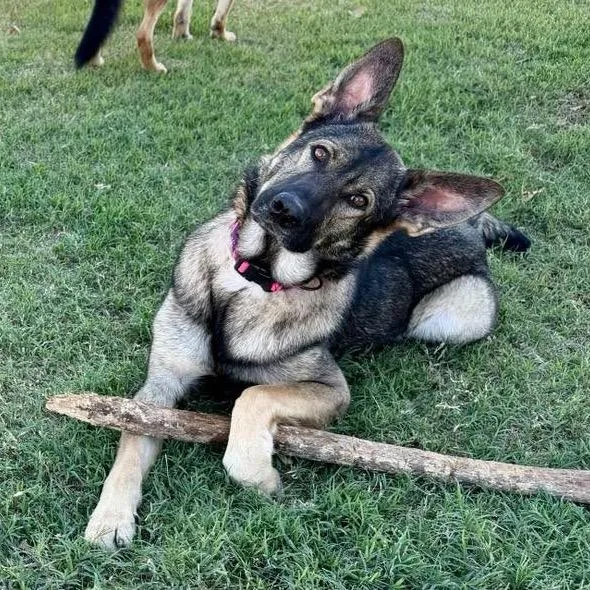 An adult medium-sized female Black German Shepherd Dog named Remi for adoption in Tulsa, OK