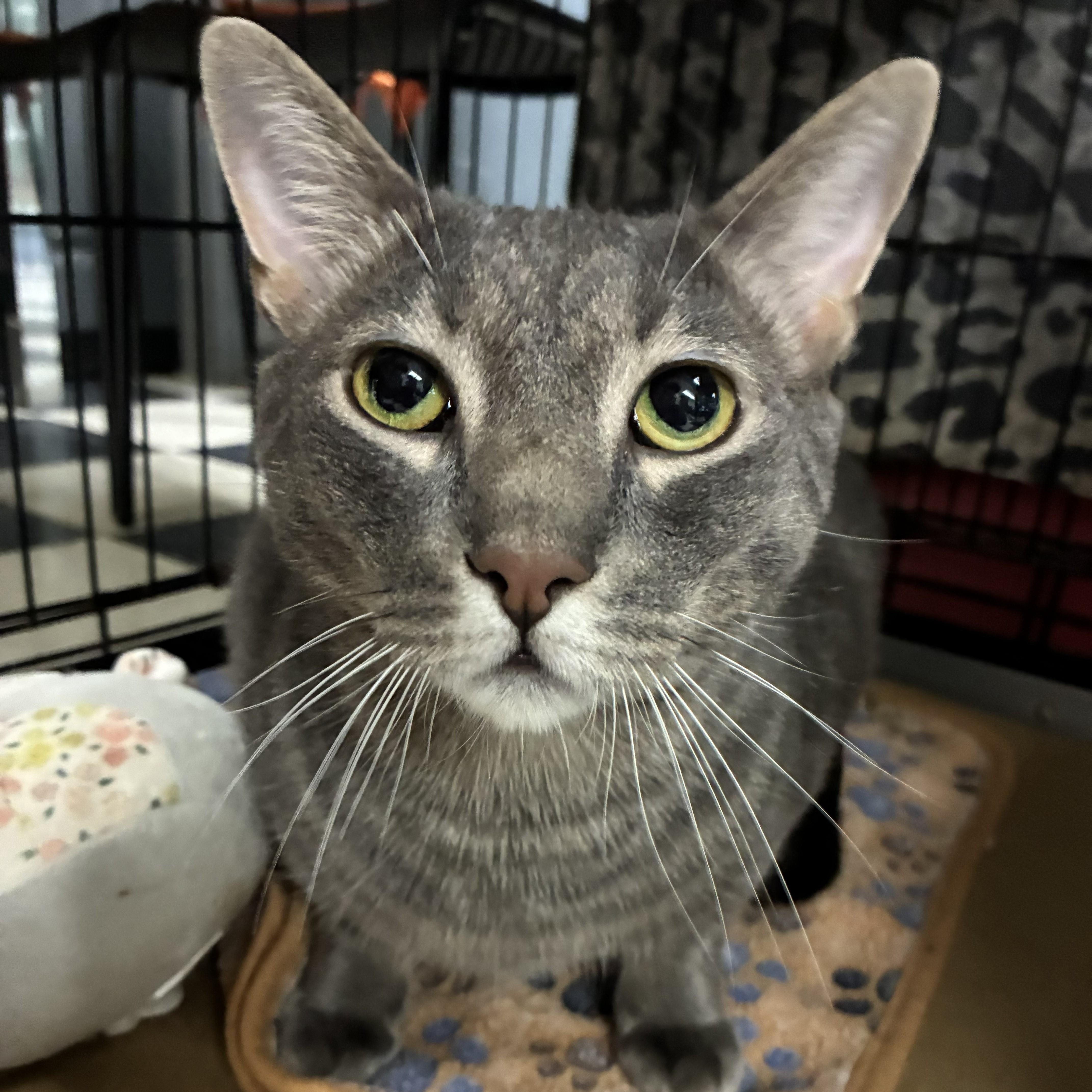 An adult medium-sized male Gray / Blue / Silver Domestic Short Hair cat named Thor for adoption in Pompton Lakes, NJ