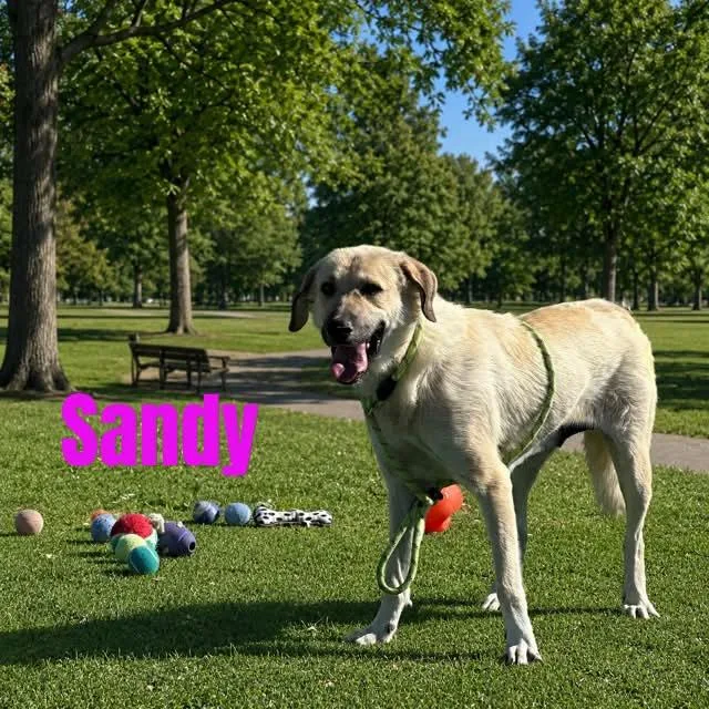 Sandy thumbnail 2