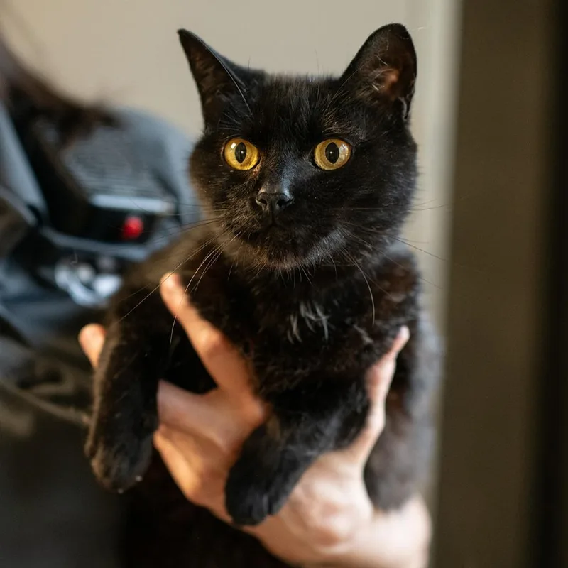 An adult large-sized male Black Domestic Short Hair cat named Leo for adoption in Bartlett, TN