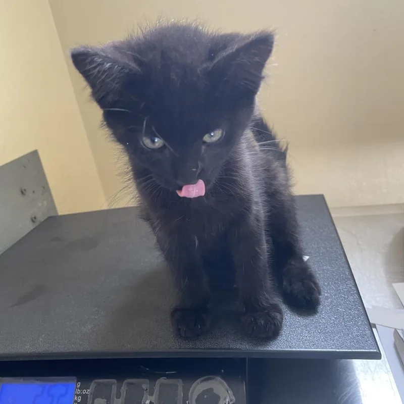 A baby small-sized male Black Domestic Short Hair cat named Uber for adoption in Pasadena, CA
