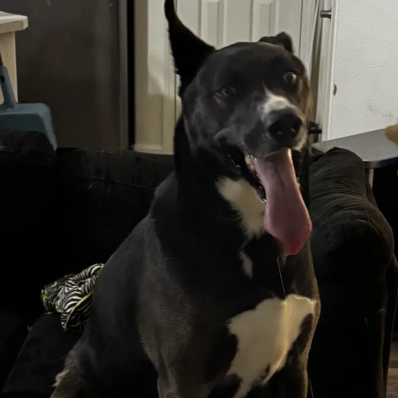 An adult large-sized male Black Husky dog named Neji for adoption in Reno, NV