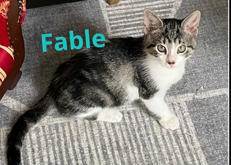 A baby medium-sized male Domestic Short Hair cat named Fable for adoption in Muskegon, MI