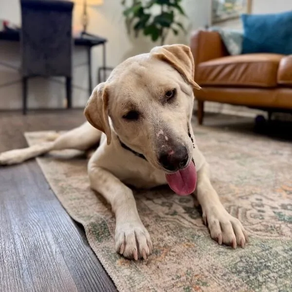 Sterling Bear The Certified thumbnail 2