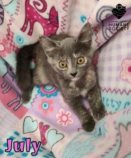 A baby small-sized female Domestic Short Hair cat named July for adoption in Heath, OH