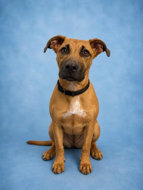 A young medium-sized male Pit Bull Terrier dog named Rocky for adoption in Westminster, MD