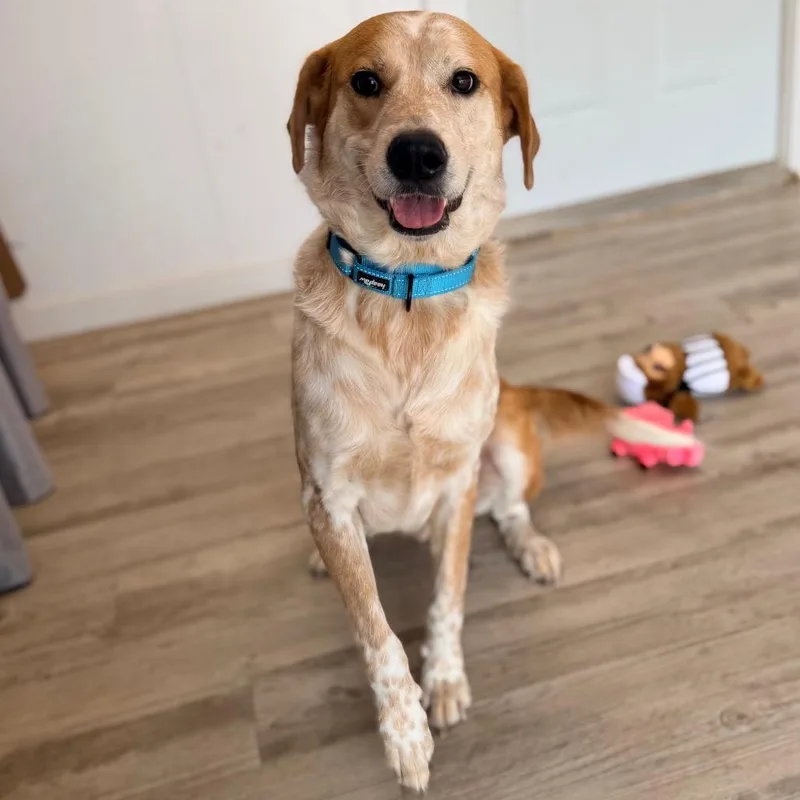 An adult large-sized male Yellow / Tan / Blond / Fawn Australian Shepherd dog named Shyler for adoption in Green Bay, WI