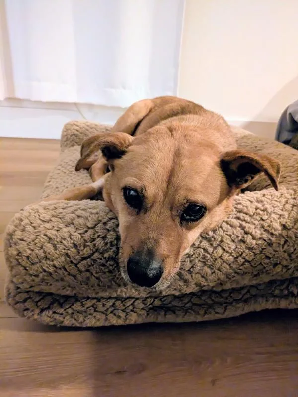 A senior medium-sized female Labrador Retriever dog named Dazy for adoption in San Diego, CA