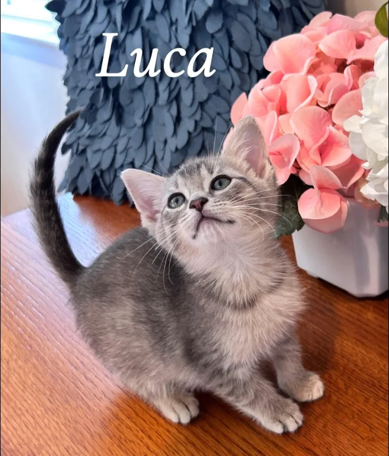 A baby medium-sized male Tabby (Gray / Blue / Silver) Tabby cat named Luca for adoption in Saginaw, MI