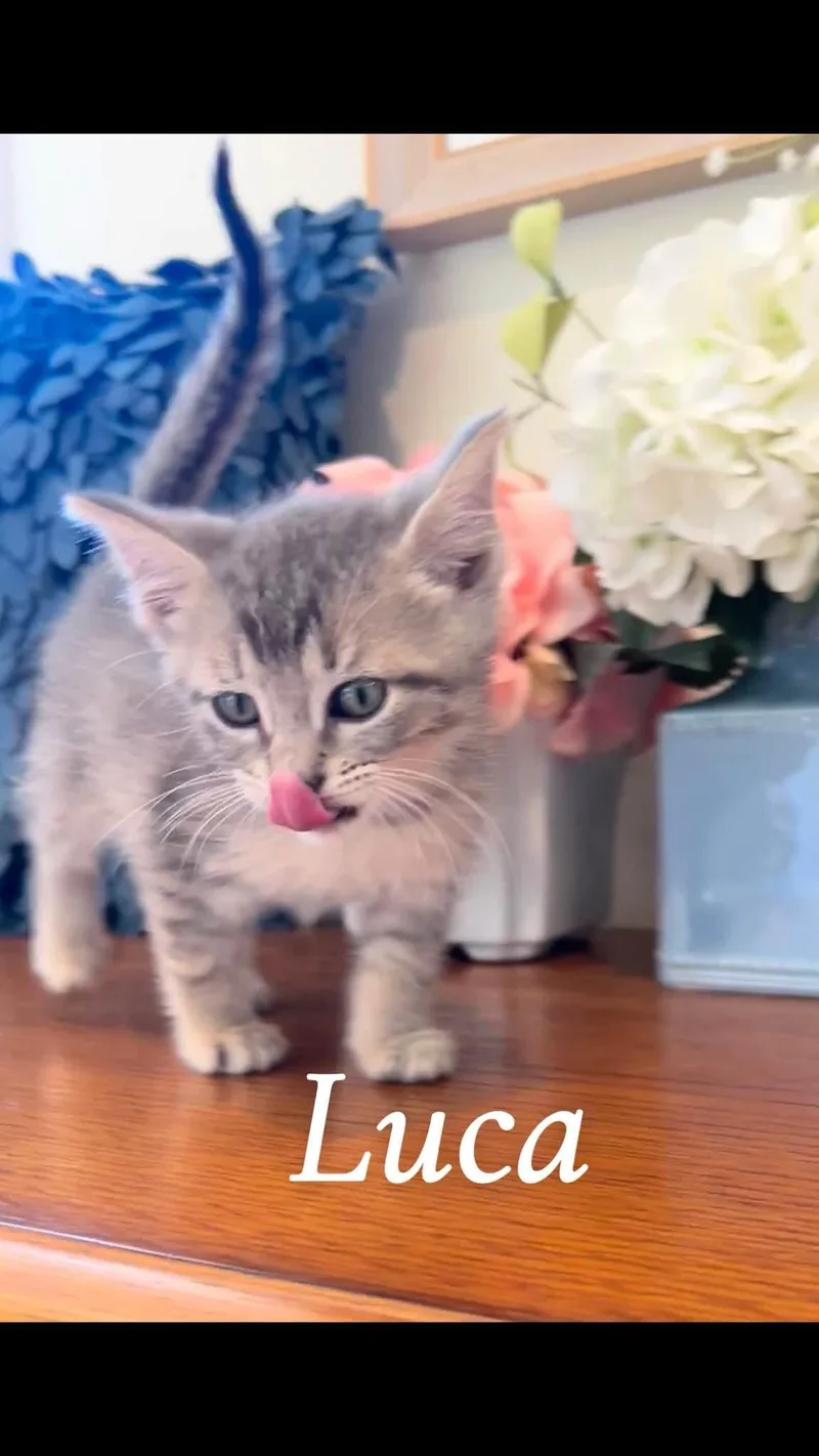 Luca thumbnail 2