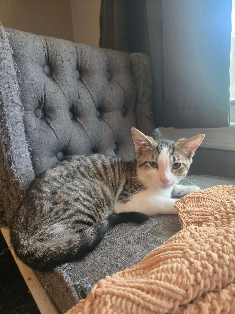 A baby medium-sized male Tabby (Gray / Blue / Silver) Domestic Short Hair cat named Pabst & Corona for adoption in Freemansburg, PA