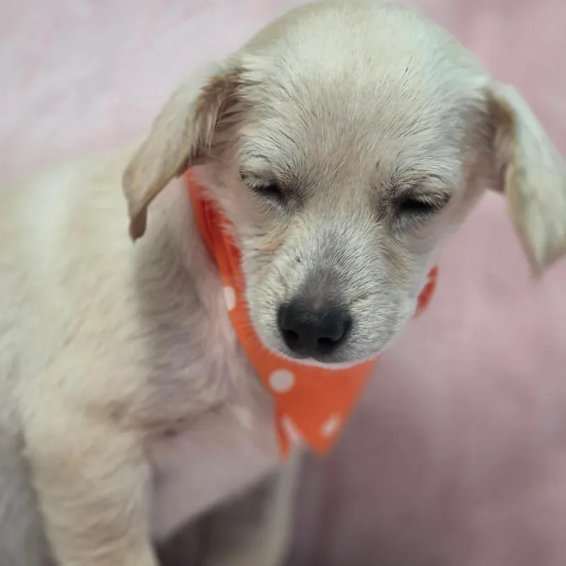 A baby small-sized male Chihuahua dog named Robert Redford for adoption in Wiggins, MS