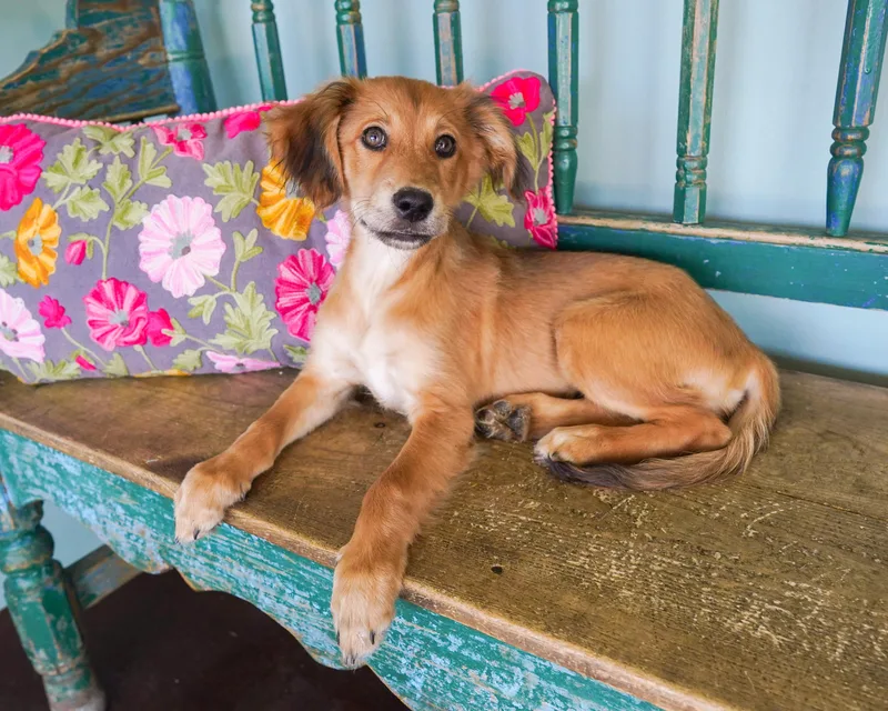 A baby medium-sized female Golden Retriever dog named Josie for adoption in San Antonio, TX