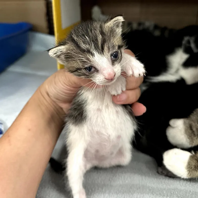 A baby small-sized female Gray / Blue / Silver Domestic Short Hair cat named Brie for adoption in Long Beach, CA