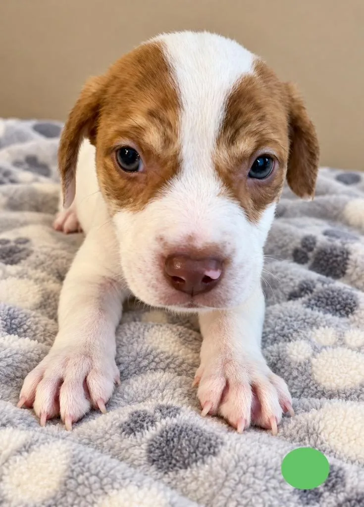 A baby small-sized female Mixed Breed dog named Venus for adoption in St. Augustine, FL