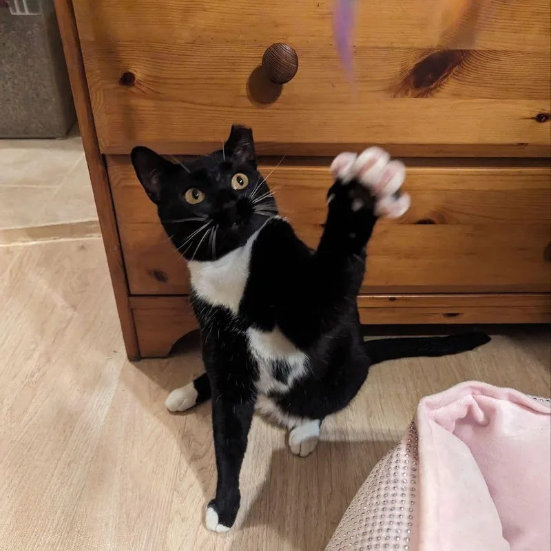 An adult medium-sized female Black & White / Tuxedo Domestic Short Hair cat named Twilly for adoption in Brooklyn, NY