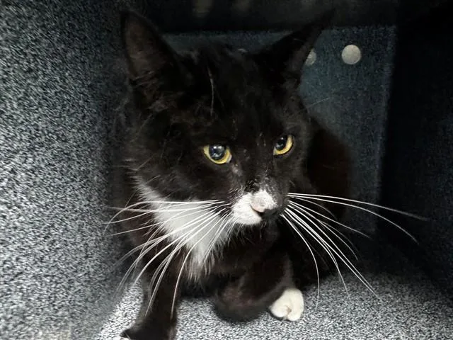 A young medium-sized male Domestic Short Hair cat named Socks for adoption in Naples, FL