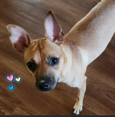 Snickers thumbnail 3