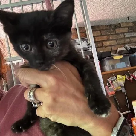 A baby small-sized male Black Domestic Short Hair cat named Tajin and Cajita for adoption in Hutchinson, MN