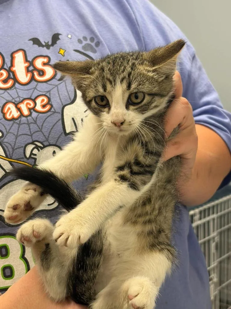 A baby medium-sized female Domestic Short Hair cat named Sugar Cookie for adoption in Republic, MO