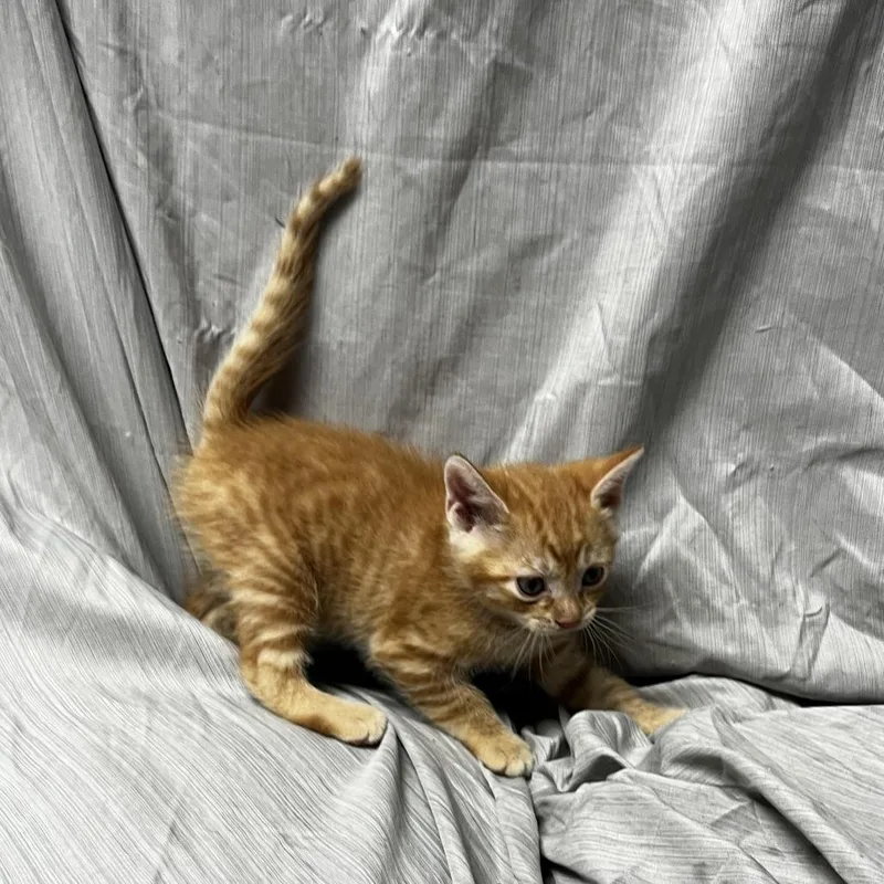 A baby small-sized male Orange / Red Domestic Short Hair cat named Chickpea for adoption in Raleigh, NC