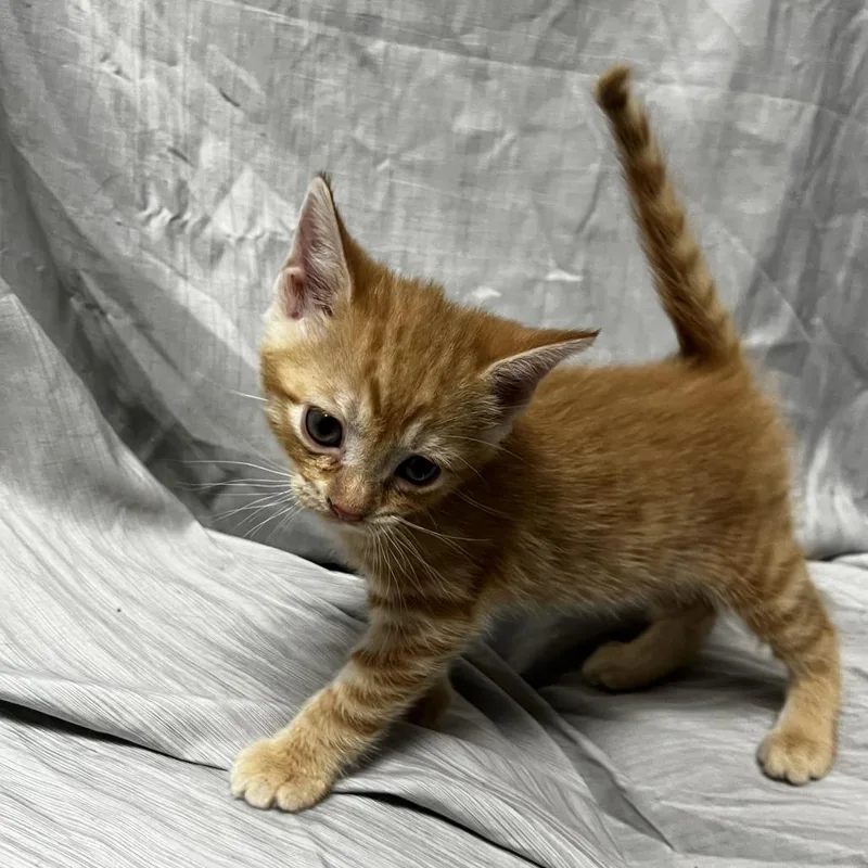 Chickpea thumbnail 2