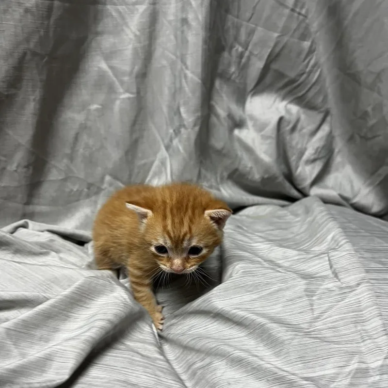 Chickpea thumbnail 3