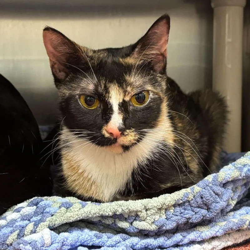 An adult medium-sized female Calico Domestic Short Hair cat named Copacabana for adoption in Newark, DE