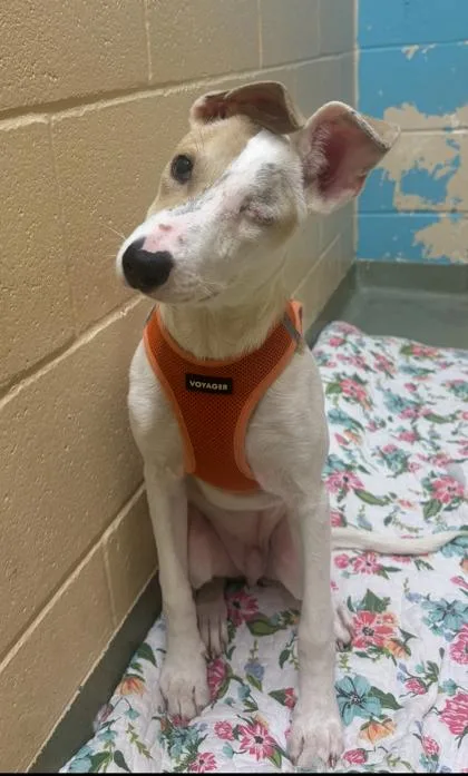 A baby small-sized male Terrier dog named Caico for adoption in Cincinnati, OH
