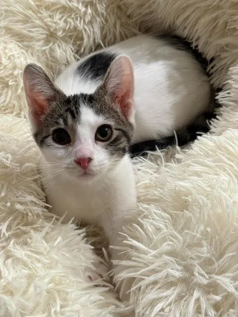 A baby medium-sized male Domestic Short Hair cat named Ku for adoption in Salt Lake City, UT