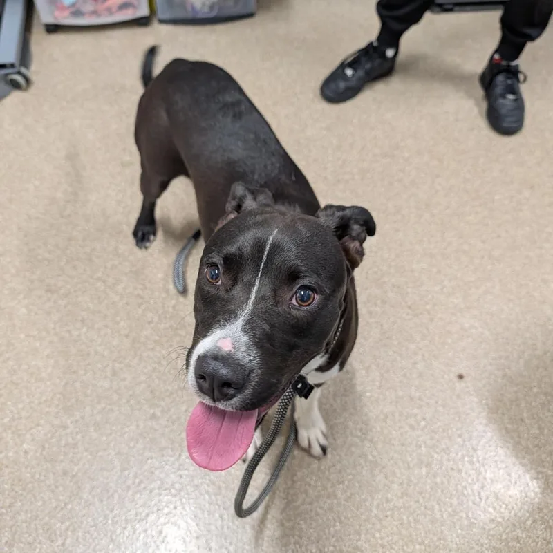 An adult medium-sized male Black Pit Bull Terrier dog named Kirby for adoption in League City, TX