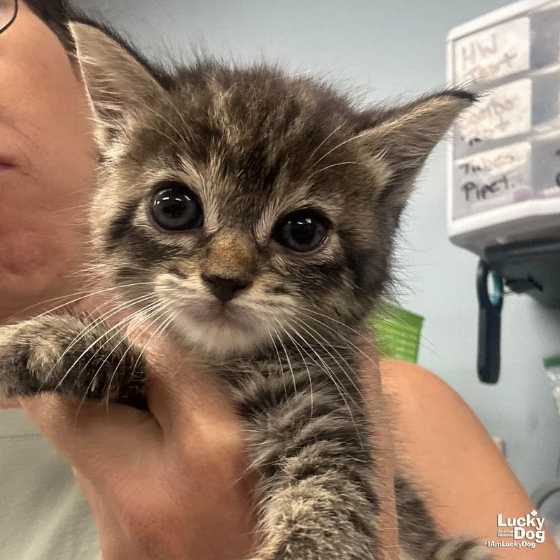 A baby medium-sized female Domestic Short Hair cat named Tilly for adoption in Washington, DC