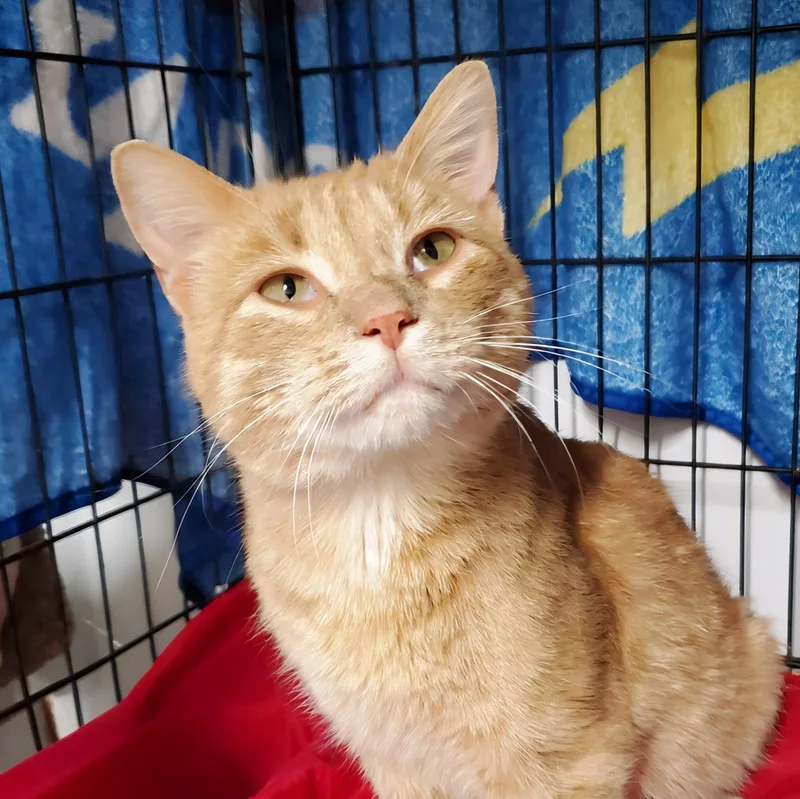 A young medium-sized male Tabby (Orange / Red) Domestic Short Hair cat named Sunny for adoption in Marseilles, IL