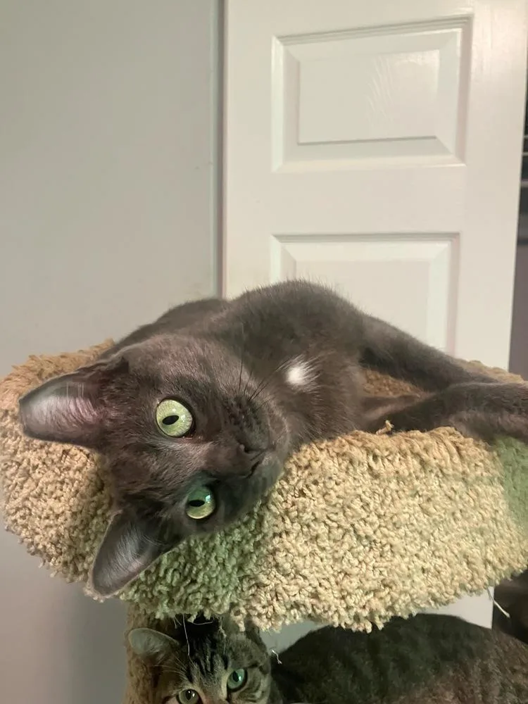 An adult medium-sized female Gray / Blue / Silver Domestic Short Hair cat named Aveline for adoption in Orlando, FL