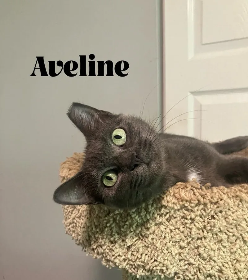 Aveline thumbnail 2