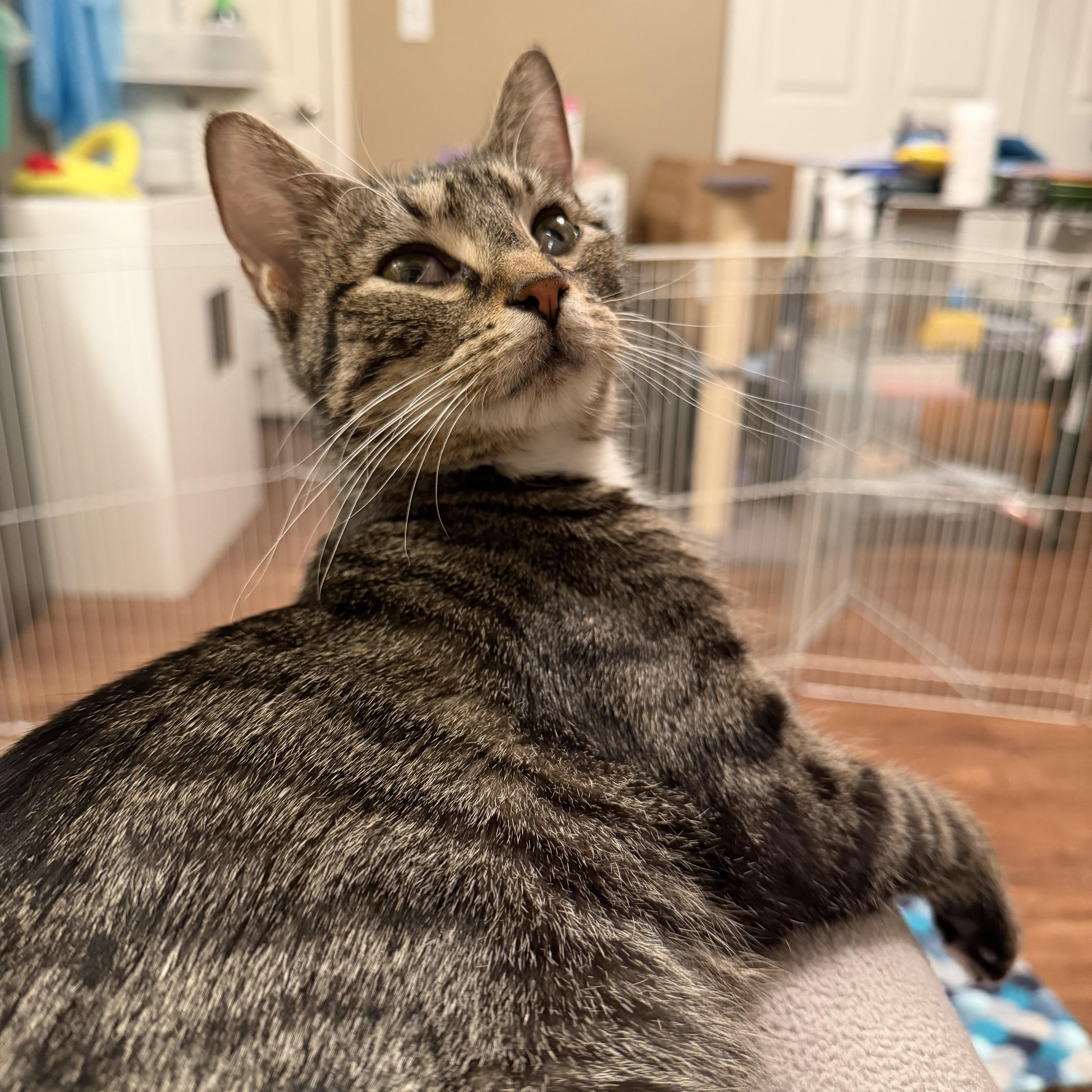 An adult medium-sized female Tabby (Brown / Chocolate) Domestic Short Hair cat named Kaena for adoption in Plainfield, IL