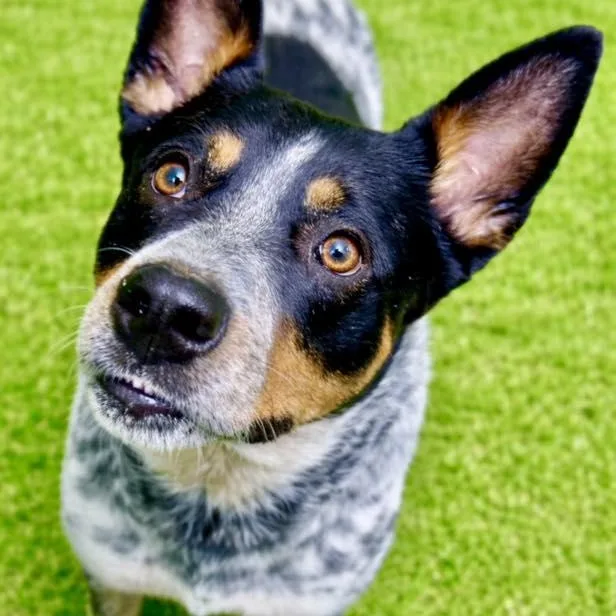 An adult medium-sized male Tricolor (Brown, Black, & White) Australian Cattle Dog / Blue Heeler dog named Rudy for adoption in Battle Creek, MI