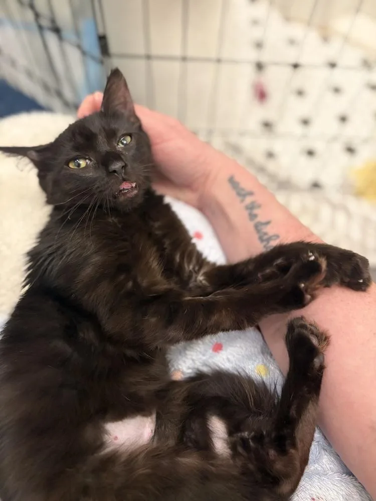 A baby small-sized female Black Domestic Medium Hair cat named Princess Midnight for adoption in New York, NY