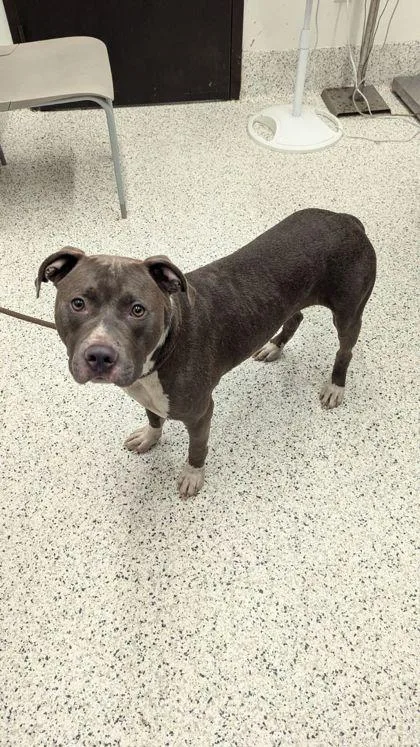 An adult medium-sized male Pit Bull Terrier dog named Zeely Zopper for adoption in Atlanta, GA