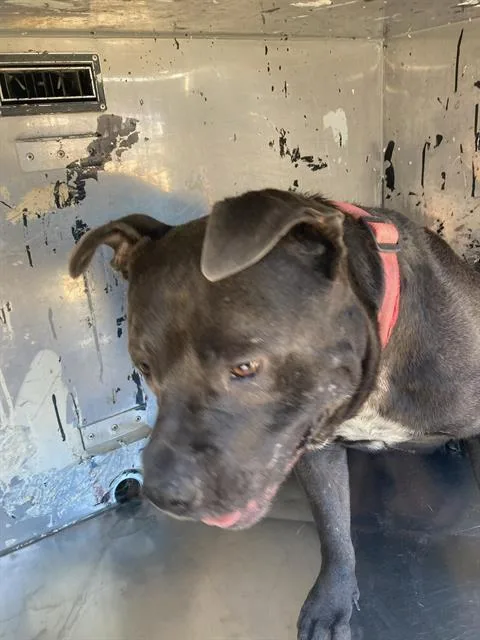 An adult large-sized male Pit Bull Terrier dog named Buster for adoption in Dallas, TX