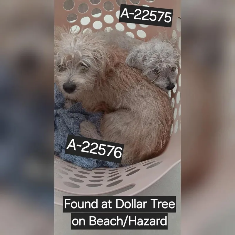 A baby small-sized female White / Cream Terrier dog named Meringue for adoption in Westminster, CA